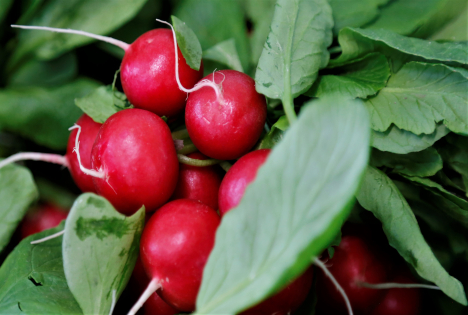 Schweiz: Radieschen - Scharfer Winzling