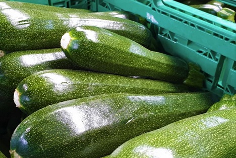 Schweiz: Zucchetti - Hauptsächlich im Freiland angebaut