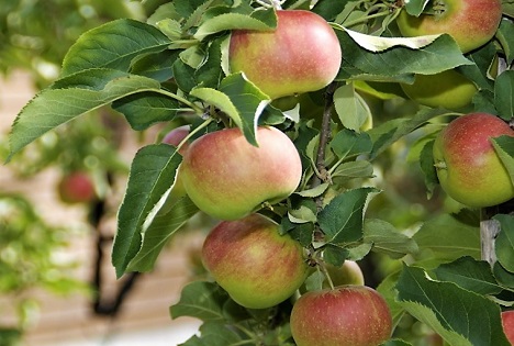 Apfel: Die Schweizer Lieblingsfrucht