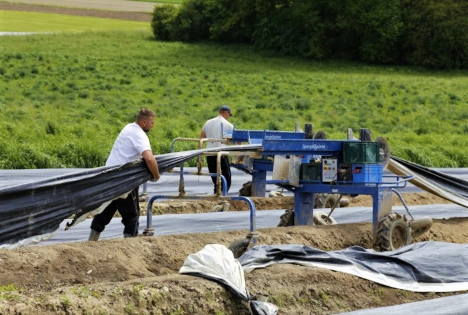 Spargelzeit in der Schweiz: Kurz, arbeitsintensiv – und gefragt