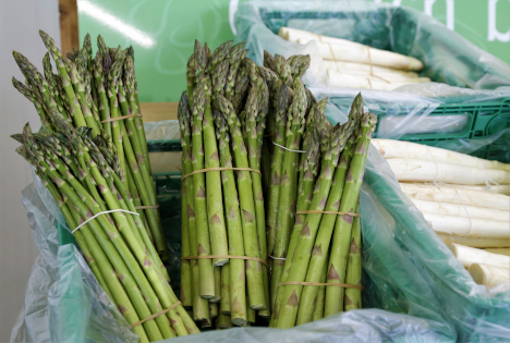 Schweiz: Spargel - Königin der Gemüse