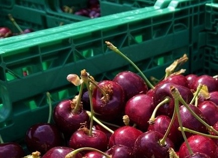 Schweiz: Kirschen - Rote Juwelen des Sommers