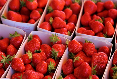 Schweiz: Erdbeeren - Süsser Höhepunkt des Frühsommers