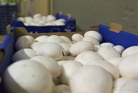 Schweiz: Mehr als jeder zweite Pilz ist im Inland produziert