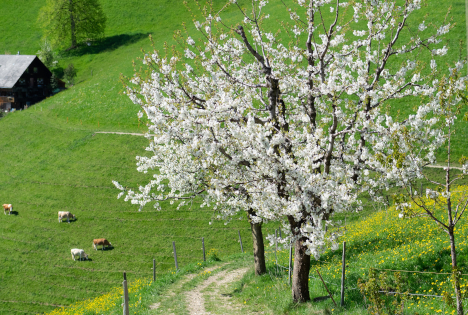 Schweiz: Früher Frühling hat Folgen für die Landwirtschaft