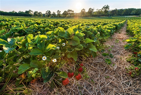 LK Oberösterreich: Saisonstart für Erdbeeren aus regionaler Produktion