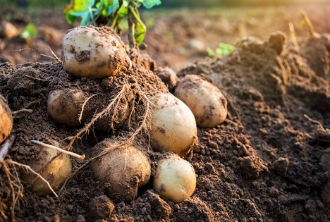 Frühkartoffeln aus NRW