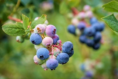 LWK Niedersachsen: Heidelbeeren - Ernte startet jetzt auch in Norddeutschland