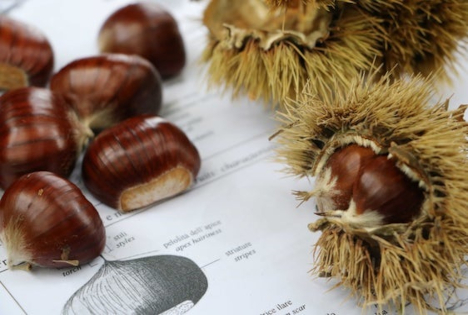 Versuchszentrum Laimburg: Kastanienfachtagung – Anbau heute – Zwischen Tradition und Innovation