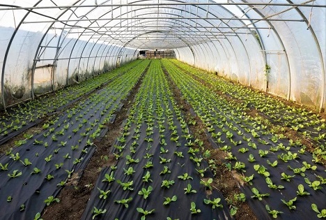 Baden-Württemberg: Obst- und Gemüsebau im Klimawandel