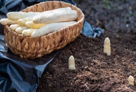 Frisch vom Feld auf den Teller: Nordrhein-Westfalen freut sich auf heimischen Spargel
