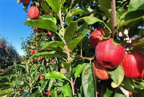 Obstbauern schlagen Alarm: Heimisches Obst unter Druck