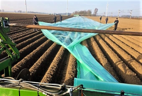 Frühkartoffeln - Erste Knollen liegen in der Erde