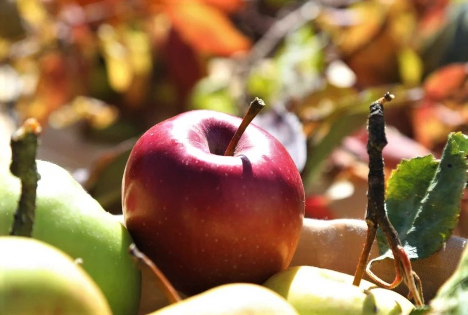 MLR Baden-Württemberg: Tag des Apfels - Streuobstwiesen schützen und genießen