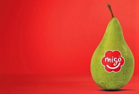 Saisonauftakt in Deutschland: Migo®-Birnen starten mit guter Qualität und soliden Mengen