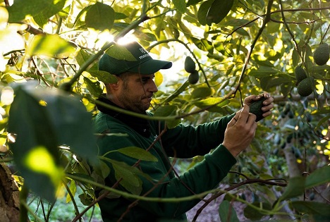 Montosa verzeichnet ein starkes Wachstum  in der Saison für spanische Avocados