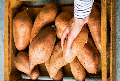 North Carolina Sweetpotato Commission sieht Wachstumspotenzial für Süßkartoffeln in Europa