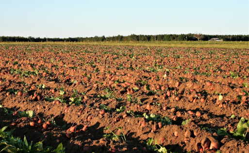 North Carolina Sweetpotato Commission meldet gestiegene Anbauflächen vor Besuch der Fruit Logistica