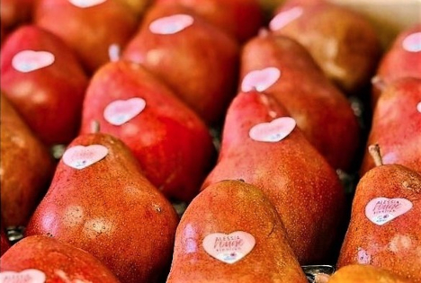 Obst vom Bodensee: Neue Produktlinie „Birne Rouge“ startet stark in 2026