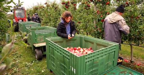 Obstbau im Wandel: Publikation skizziert Zukunftsszenarien für Mitteldeutschland