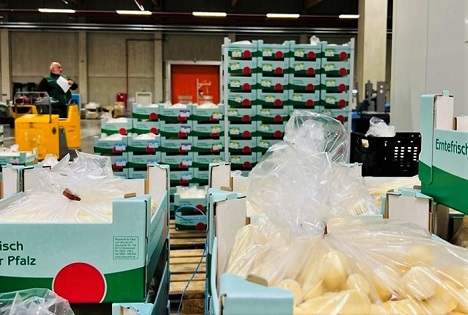 „Trotz Preissensibilität meistern Spargel-Anbauer und Vermarktung die schwierige Saison“