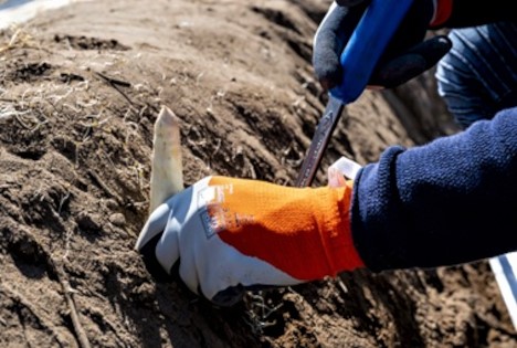 Pfalzmarkt: Ab sofort wieder bundesweite Belieferung mit „Pfälzer Frühlingsspargel“
