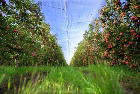 Pink Lady® Europe: Pionier der Clubsorten belebt mit neuer Markenstrategie gesamte Kategorie neu