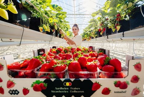 Saisonstart mit neuer Verpackung: REO-Erdbeeren aus Westflandern setzen ihr Wachstum fort