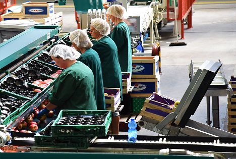 Hitze: Obstgenossenschaften und Gewerkschaften unterzeichnen gemeinsames Protokoll