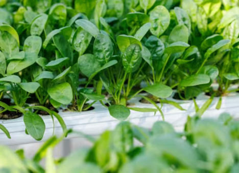 Rijk Zwaan: Vom Versuchsfeld zur bewährten Sorte – die Entwicklung des Spinats
