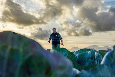 Rijk Zwaan: Farbe, Form und Inspiration - Kohl neu erfunden