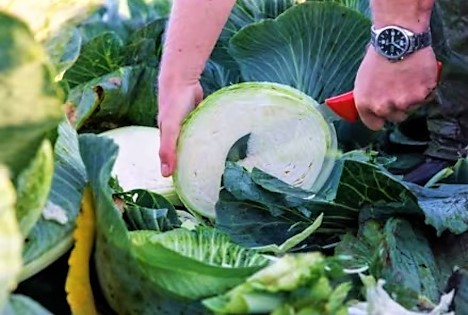 Rijk Zwaan: Vom Feld auf den Teller - Kohlgemüse mit Wow-Effekt