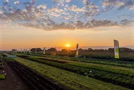 Rijk Zwaan / „Innovation erleben“: Pfälzer Feldtag 2026 - Neuer Standort
