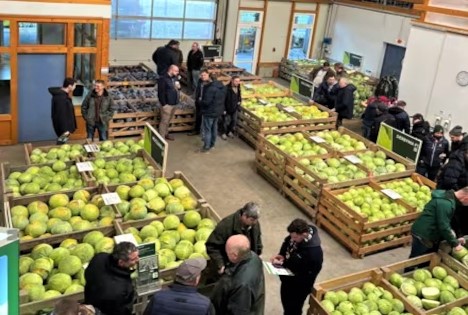 Rijk Zwaan: Kopfkohl‑Lagerschau in Marne - Gelungener Start in die Saison 2026