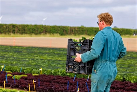 Rijk Zwaan: Keine neue offizielle Rasse des Falschen Mehltaus bei Salat