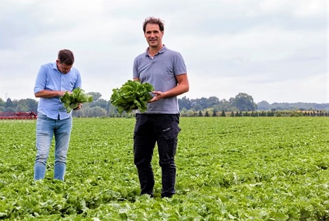 Rijk Zwaan: Nasonovia Defense™ - Wenn Schutz schon mit der Sorte beginnt