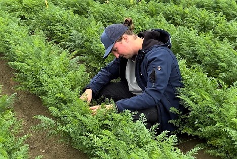 Sorten für die Praxis: Produktentwicklung bei Rijk Zwaan