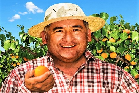 SanLucar: Von der Blüte bis ins Regal - Die Reise einer Steinfrucht