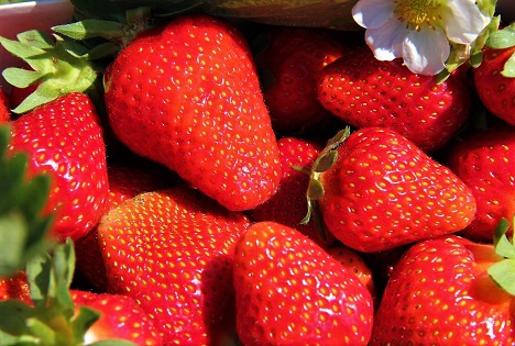SOV: Schweizer Erdbeeren haben jetzt Saison