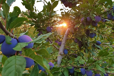 SOV: Zwetschgenblauer Genuss – Schweizer Zwetschgen haben wieder Hochsaison