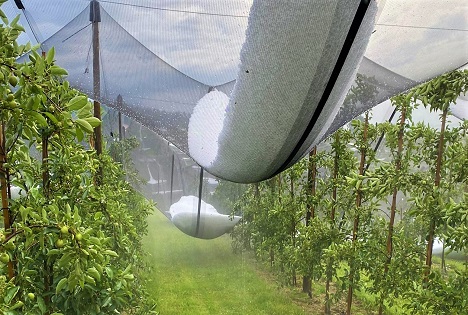 Trockenheit und Unwetter belasten den Schweizer Obstbau