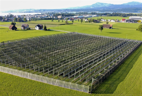 SOV: Ohne Grenzschutz und modernen Kulturenschutz keine nachhaltige Schweizer Obstproduktion