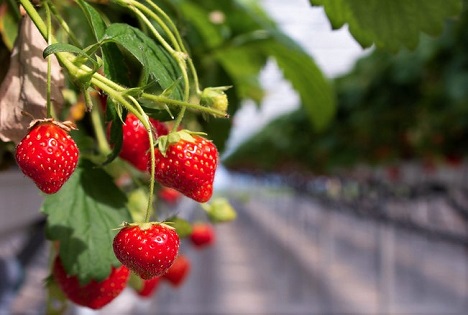 SOV: 1000 Tonnen Schweizer Erdbeeren pro Woche