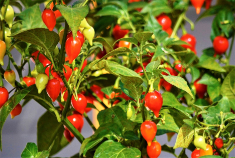 LK Oberösterreich: Gemüse des Jahres 2026 - Naschpaprika „Siaßa Spitzbua“