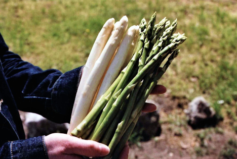 Österreich: Vollerntestart bei Spargel unter idealen Wachstumsbedingungen