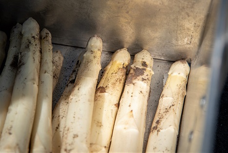 Spargelsaison 2026: LWK Niedersachsen zieht durchschnittliche Bilanz