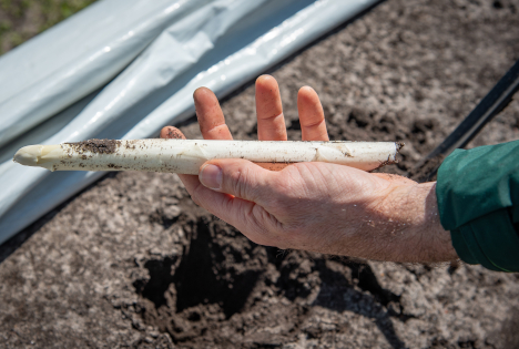 Gute Startbedingungen für niedersächsische Spargelernte