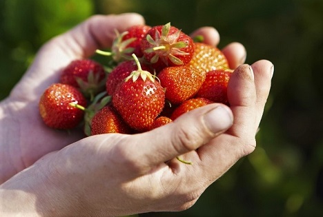 Landwirtschaftskammer Nordrhein-Westfalen: Frische Erdbeeren aus NRW