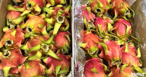 StePacPPCs innovative Verpackungstechnologien bringen Drachenfrüchte weltweit weiter voran