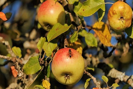 TUM: Warum Äpfel anders auf den Klimawandel reagieren als Weizen
